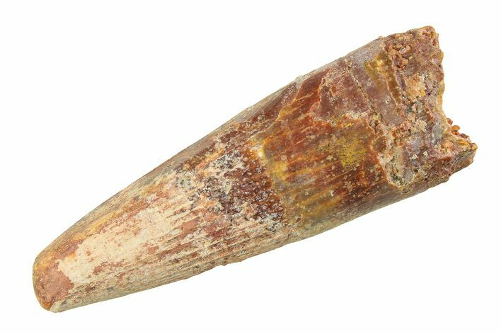 Fossil Spinosaurus Tooth - Feeding Worn Tip #351568